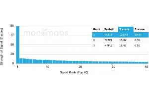 Analysis of Protein Array containing more than 19,000 full-length human proteins using Cytokeratin 19 Monospecific Recombinant Mouse Monoclonal Antibody (rKRT19/799).