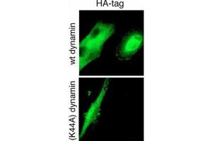 Immunofluorescence (IF) image for anti-HA-Tag antibody (ABIN2932102) (HA-Tag anticorps)