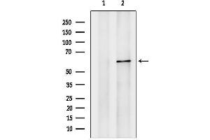 Western blot analysis of lysates from Mouse brain, using PIP5K1B Antibody.