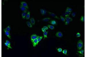 Immunofluorescent analysis of HepG2 cells using ABIN7163430 at dilution of 1:100 and Alexa Fluor 488-congugated AffiniPure Goat Anti-Rabbit IgG(H+L)