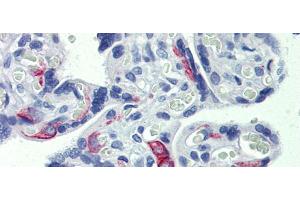 Anti-ZNF71 antibody IHC staining of human placenta. (ZNF71 anticorps  (Middle Region))