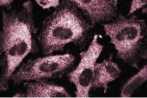 Immunofluorescence staining of human endothelial cells. (CSRP2 anticorps  (AA 601-722))
