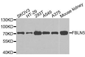 Western blot analysis of extracts of various cell lines, using FBLN5 antibody. (Fibulin 5 anticorps  (AA 199-448))