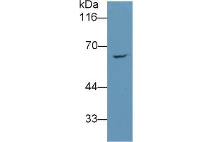 Detection of RARS in 293T cell lysate using Monoclonal Antibody to Arginyl tRNA Synthetase (RARS) (RARS anticorps  (AA 1-146))