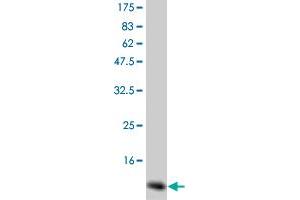 Western Blot detection against Immunogen (14 KDa) . (GM-CSF anticorps)