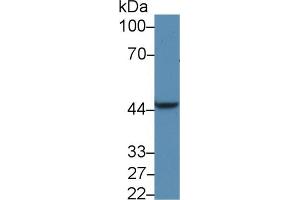 Western Blot; Sample: Rat Liver lysate; Primary Ab: 5µg/ml Rabbit Anti-Human PDK1 Antibody Second Ab: 0. (PDPK1 anticorps  (AA 233-430))
