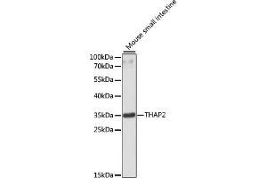 Western blot analysis of extracts of mouse small intestine, using TH antibody (ABIN6133215, ABIN6149107, ABIN6149108 and ABIN6220276) at 1:3000 dilution. (THAP2 anticorps  (AA 83-228))