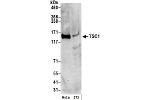 Western Blotting (WB) image for anti-Tuberous Sclerosis 1 (TSC1) (C-Term) antibody (ABIN7449615) (TSC1 anticorps  (C-Term))