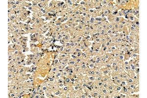 ABIN7095442 and ABIN7099499 at 1/100 staining mouse liver tissue by IHC-P. (HMGCS2 anticorps)