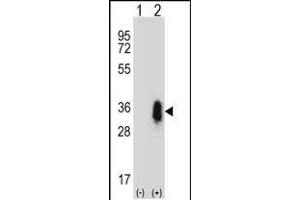 Western blot analysis of CD27 (arrow) using rabbit polyclonal CD27 Antibody (C-term) (ABIN657662 and ABIN2846656). (CD27 anticorps  (C-Term))