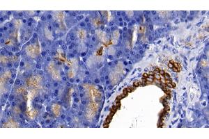 Detection of CK18 in Rat Pancreas Tissue using Polyclonal Antibody to Cytokeratin 18 (CK18)