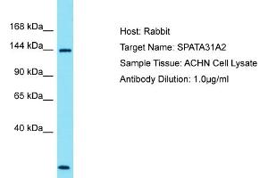 Host: Rabbit Target Name: SPATA31A2 Sample Type: ACHN Whole Cell lysates Antibody Dilution: 1. (SPATA31A1 anticorps  (N-Term))