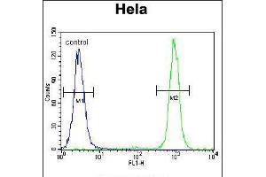 Flow cytometric analysis of Hela cells (right histogram) compared to a negative control cell (left histogram). (SSH3 anticorps  (C-Term))