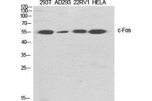 Western Blot (WB) analysis of specific cells using c-Fos Polyclonal Antibody. (c-FOS anticorps  (Ser392))