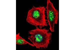 Immunofluorescence (IF) image for anti-Empty Spiracles Homeobox 1 (EMX1) antibody (ABIN3003987) (EMX1 anticorps)