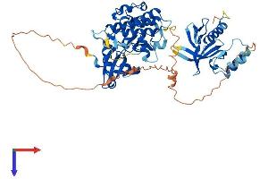 AlphaFold protein structure predicition of Mouse Recombinant Pdpk1 Protein, UniprotID Q9Z2A0