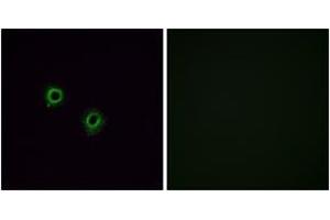 Immunofluorescence analysis of A549 cells, using OR2J3 Antibody. (OR2J3 anticorps  (AA 262-311))