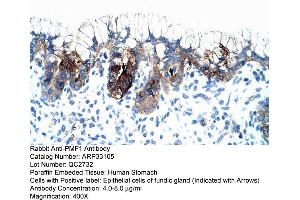 Human Stomach (PMF1 anticorps  (Middle Region))