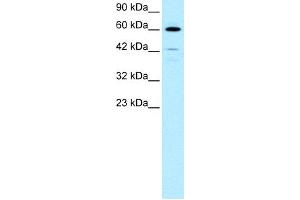 WB Suggested Anti-HDAC2 Antibody Titration:  0. (HDAC2 anticorps  (C-Term))