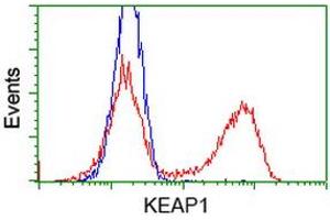 HEK293T cells transfected with either RC202189 overexpress plasmid (Red) or empty vector control plasmid (Blue) were immunostained by anti-KEAP1 antibody (ABIN2453919), and then analyzed by flow cytometry. (KEAP1 anticorps)