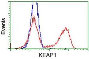 HEK293T cells transfected with either RC202189 overexpress plasmid (Red) or empty vector control plasmid (Blue) were immunostained by anti-KEAP1 antibody (ABIN2453919), and then analyzed by flow cytometry.