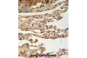 Immunohistochemistry (IHC) image for anti-FK506 Binding Protein Like (FKBPL) antibody (ABIN3002248) (FKBPL anticorps)
