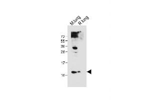 All lanes : Anti-(Mouse) Hopx Antibody (Center) at 1:1000 dilution Lane 1: Mouse lung tissue lysate Lane 2: Rat lung tissue lysate Lysates/proteins at 20 μg per lane. (HOPX anticorps  (AA 22-54))