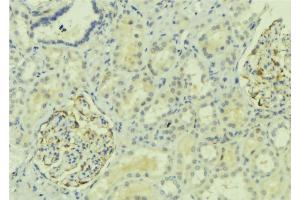 ABIN6273926 at 1/100 staining Mouse kidney tissue by IHC-P. (G Protein-Coupled Receptor 110 anticorps  (C-Term))