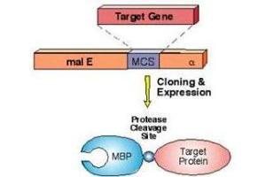 Simplified diagram of MBP-fusion protein construct using pMal expression vector system. (MBP Tag anticorps)