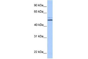 NHEDC2 antibody used at 1 ug/ml to detect target protein. (NHEDC2 anticorps  (C-Term))