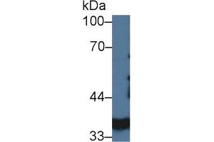Western blot analysis of Pig Kidney lysate, using Pig LDHA Antibody (3 µg/ml) and HRP-conjugated Goat Anti-Rabbit antibody ( (Lactate Dehydrogenase A anticorps  (AA 1-332))