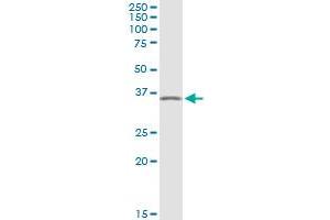 PRKAG1 MaxPab rabbit polyclonal antibody.