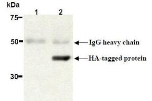 Western Blotting (WB) image for anti-HA-Tag antibody (ABIN2853621) (HA-Tag anticorps)