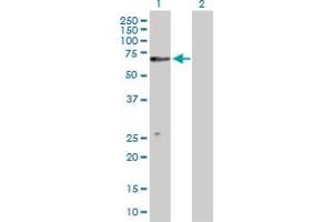 Western Blot analysis of CUGBP1 expression in transfected 293T cell line by CUGBP1 MaxPab polyclonal antibody.