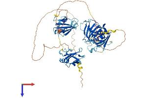 AlphaFold protein structure predicition of Mouse Recombinant Hnrnpl Protein, UniprotID Q8R081