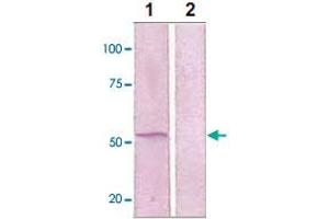 The whole cell lysates derived from EGF-stimulated A-431 were immunoblotted by MAP2K5 (phospho S311/T315) polyclonal antibody  at 1 : 1000 (Lane 1).