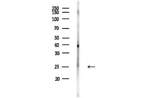 anti-Family with Sequence Similarity 3, Member D (FAM3D) (C-Term) antibody