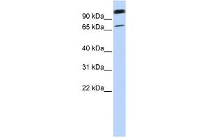 Western Blotting (WB) image for anti-Organic Anion Transporter LST-3b (LST-3TM12) antibody (ABIN2458865) (LST-3TM12 anticorps)