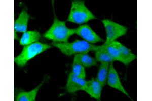 293 cells were stained with IRF7 (2A1) Monoclonal Antibody  at [1:200] incubated overnight at 4C, followed by secondary antibody incubation, DAPI staining of the nuclei and detection.