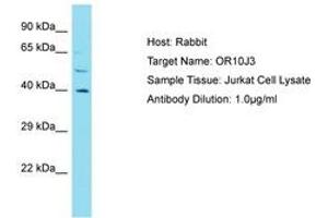 Image no. 1 for anti-Olfactory Receptor, Family 10, Subfamily J, Member 3 (OR10J3) (AA 245-294) antibody (ABIN6750819) (OR10J3 anticorps  (AA 245-294))