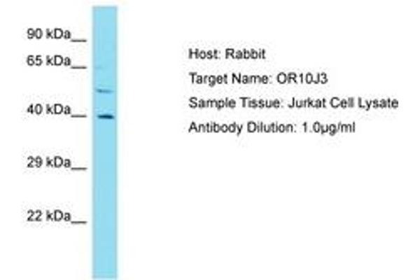 OR10J3 Antikörper  (AA 245-294)