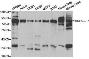 Western Blotting (WB) image for anti-rho Guanine Nucleotide Exchange Factor (GEF) 7 (ARHGEF7) antibody (ABIN1871089)