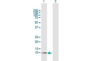 Western Blot analysis of G0S2 expression in transfected 293T cell line by G0S2 MaxPab polyclonal antibody. (G0S2 anticorps  (AA 1-103))