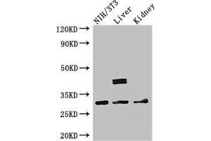 Western Blot Positive WB detected in: NIH/3T3 whole cell lysate, Mouse liver tissue, Mouse kidney tissue All lanes: MTAP antibody at 2. (MTAP anticorps  (AA 1-283))