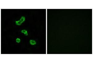Immunofluorescence (IF) image for anti-Carbonic Anhydrase VB, Mitochondrial (CA5B) (C-Term) antibody (ABIN1851010)