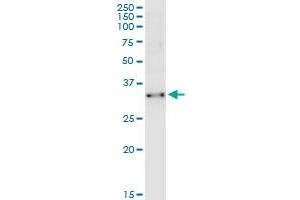 Immunoprecipitation of TCEA2 transfected lysate using anti-TCEA2 MaxPab rabbit polyclonal antibody and Protein A Magnetic Bead , and immunoblotted with TCEA2 purified MaxPab mouse polyclonal antibody (B02P) .