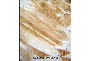 NUCL Monoclonal Antibody A immunohistochemistry analysis in formalin fixed and paraffin embedded human skeletal muscle followed by peroxidase conjμgation of the secondary antibody and DAB staining. (Nucleolin anticorps)