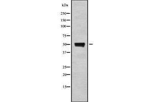 Western blot analysis of extracts from COS-7 cells, using EDNRA antibody.