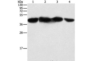Western Blot analysis of HepG2, 293T, hela and NIH/3T3 cell using PGK2 Polyclonal Antibody at dilution of 1:600 (PGK2 anticorps)
