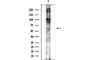 Western blot analysis of lysates from Mouse brain, using IQC Antibody at 1/1000 dilution.